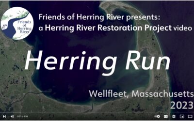NEW Herring River Restoration Project Videos Now Online!